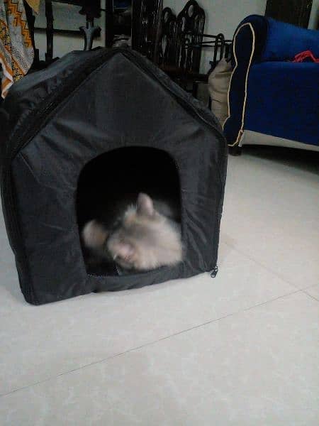 cat house 2