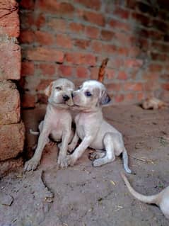 German pointer puppies pair