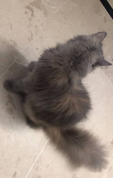 female persian triple coated cat 1