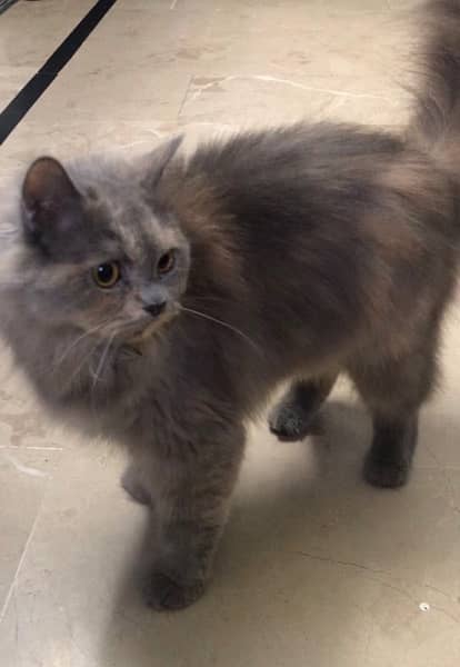 female persian triple coated cat 2