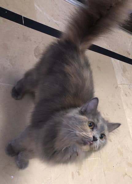 female persian triple coated cat 3