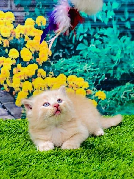 Persian hamalian british punch face piki face cat's and kitten's 13