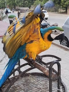 MACAW