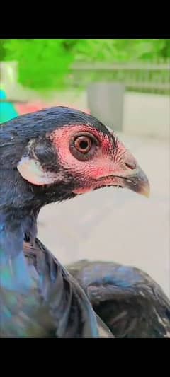 Thai female hen kurak