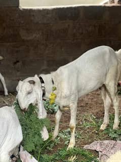 Gulabi jori for sale