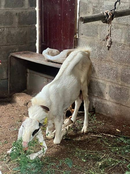 Gulabi jori for sale 3