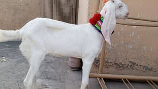 Urgent sale. . Pure white gulabi goat for sale,Goat