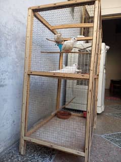 Doves (Khumra) setup for sale