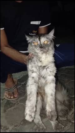 persian cat