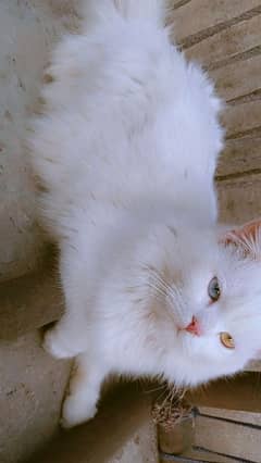 white double coated persian cats pair for sale