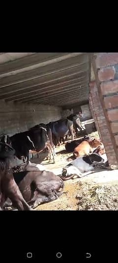 urgent mulazim chahiy dairy farm pay 0