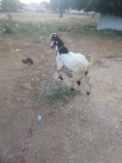 bakra