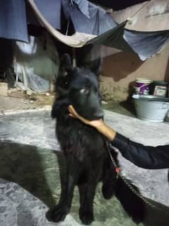 German shepherd black male puppy