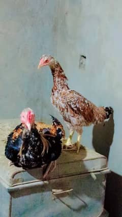 murga murgi vip pair ready to first breed