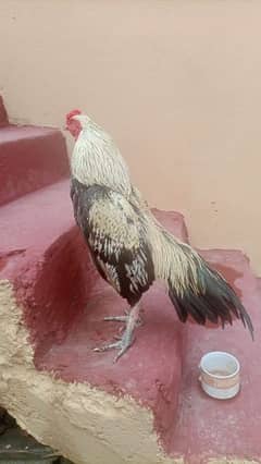 ASsel murgha for sale red waly murghy ki price 4500 ha