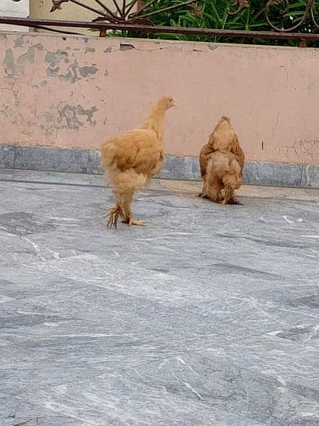 golden buff both are females age 3 months RS 3000 urgent sale 3