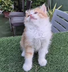 cute Persian Kitten