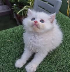 snow white cute Persian kitten