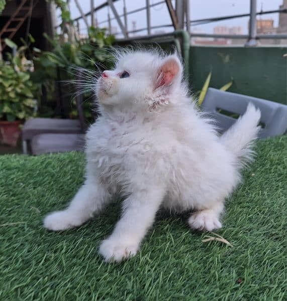 snow white cute Persian kitten 1