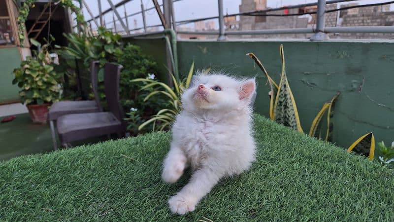 snow white cute Persian kitten 2