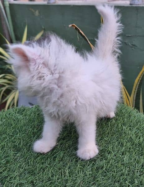 snow white cute Persian kitten 3