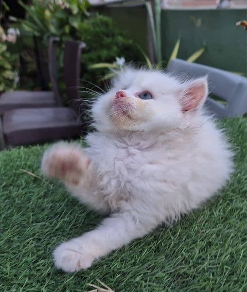 snow white cute Persian kitten 4