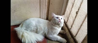 White cat male blue eyes