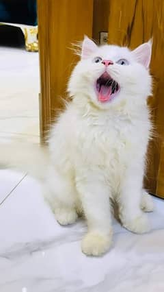 Persian cat 0