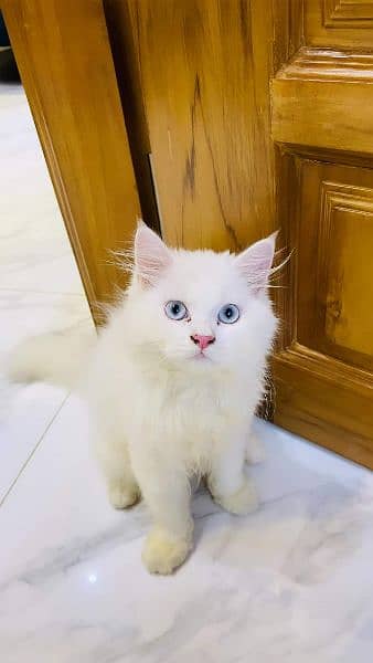 Persian cat 1