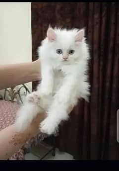 Persian Cat for sale my WhatsApp number03"34"58"14"757"