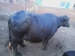 neli Ravi buffalo call and what's up number 03037869140