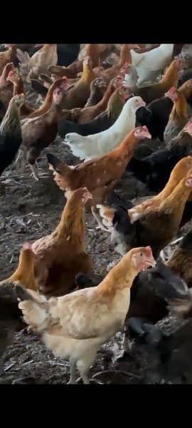 Golden misri hen | Egg laying Hens | Murgiya | desi Hen | Desi murgi 1