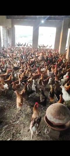 Golden misri hen | Egg laying Hens | Murgiya | desi Hen | Desi murgi