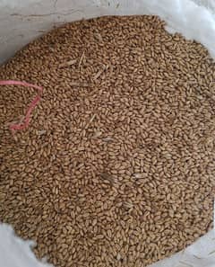 Wheat Gandum 3700 per man