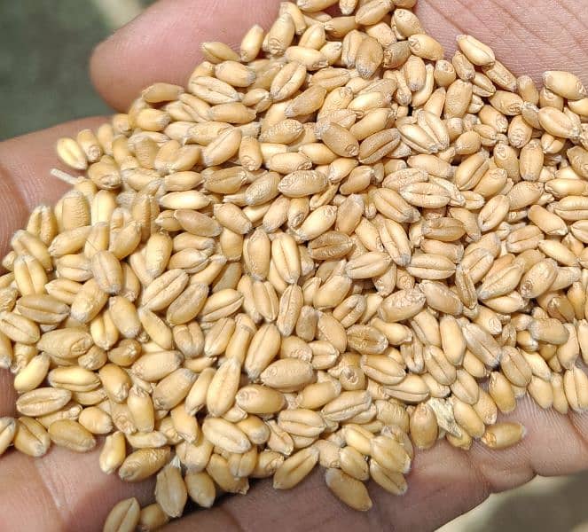 Wheat Gandum 3700 per man 1