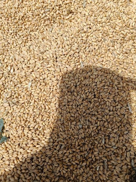 Wheat Gandum 3700 per man 2