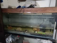 Fish Aquarium available with all accessories