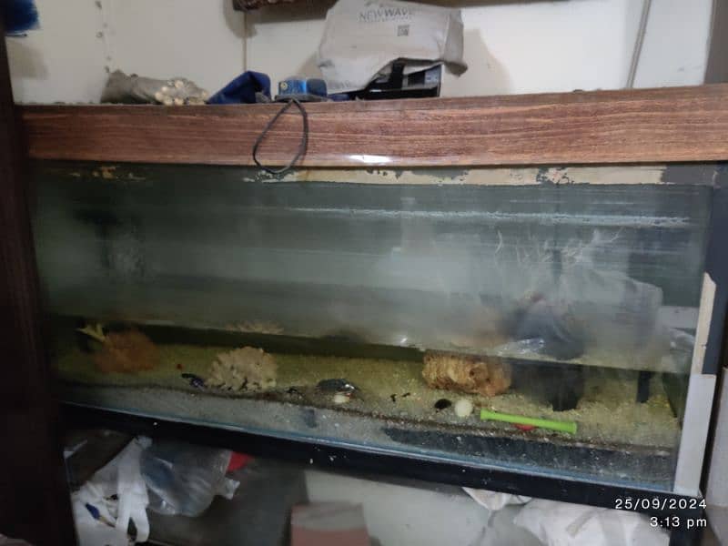 Fish Aquarium available with all accessories 0