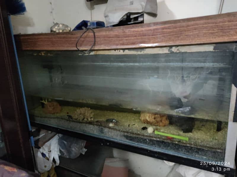 Fish Aquarium available with all accessories 2