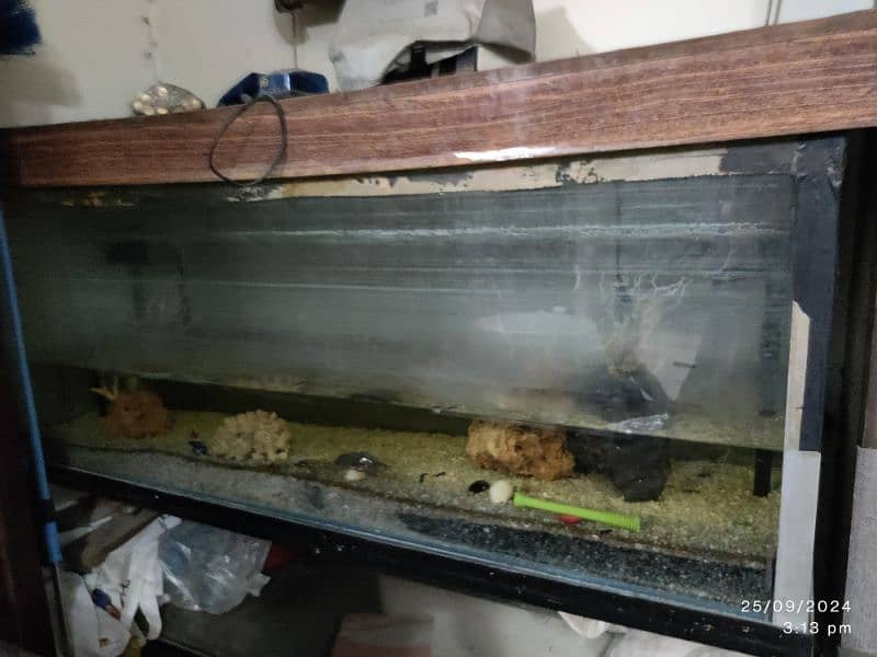 Fish Aquarium available with all accessories 5