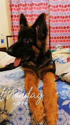 Pettygreed German Shepherd (9 months old) Male