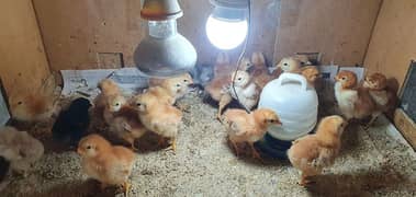 RIR CHICKS - desi chicks-fancy hens chicks - RIR