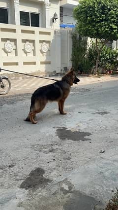 German Shepherd/Dog/male For Sale/German Shepherd Dog/GSD