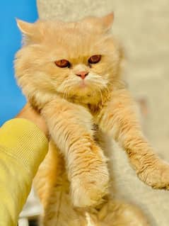 Brown Cat Persian