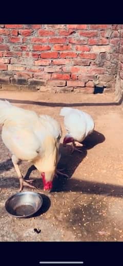 Aseel heera pair for sale urgent