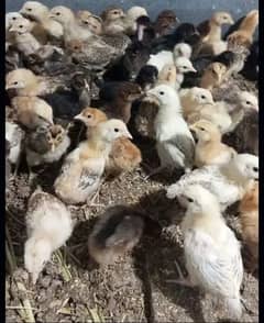 Golden Misri Chicks For SALE