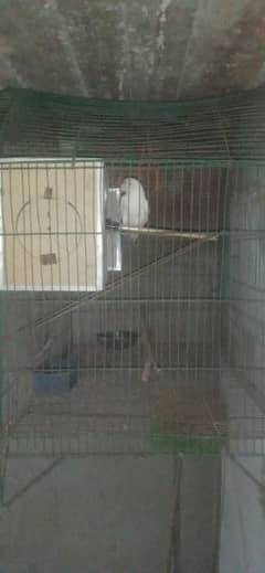 Albino black eyes sprit breederpairs ha 2 with bigcage price 10k finel