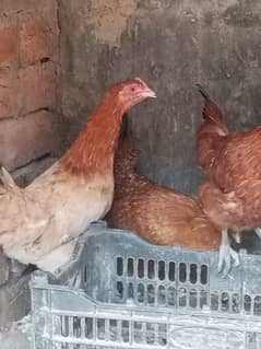 Pure Golden Misri Egg Starter Hens