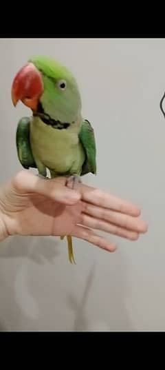 hand tame raw male or pair