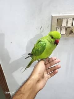 parrot